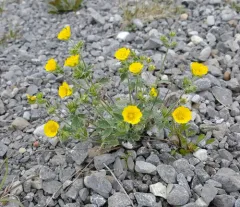 Snow Cinquefoil thumbnail 1