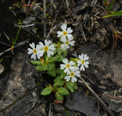 Greenland Primrose