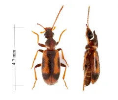 Grappling Antlike Flower Beetle thumbnail 2
