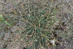 Canada Spikesedge thumbnail 4