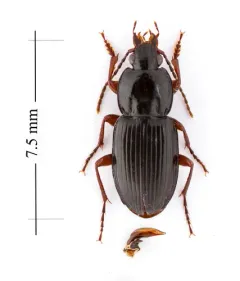 Pterostichus commutabilis thumbnail 2