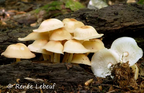 Gymnopus polyphyllus