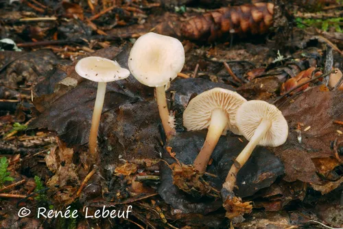 Gymnopus eneficola
