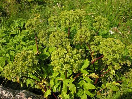 Angelica laurentiana