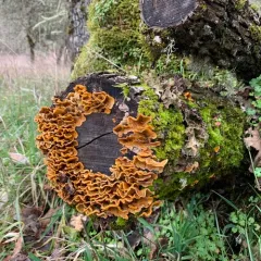 hairy curtain crust thumbnail 2