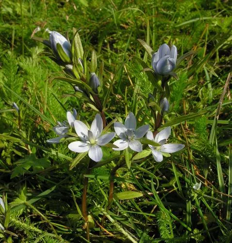 Marsh Felwort