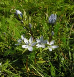 Marsh Felwort thumbnail 1