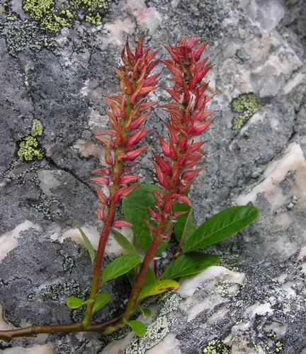 Arctic Willow