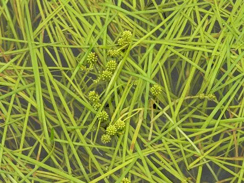 Northern Bur-reed