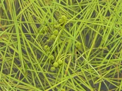 Northern Bur-reed thumbnail 1