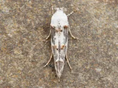 Mompha claudiella thumbnail 2