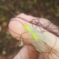 Leucochrysa insularis thumbnail 1