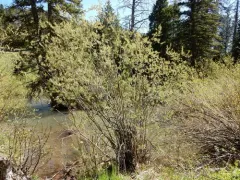 Geyer's willow thumbnail 1