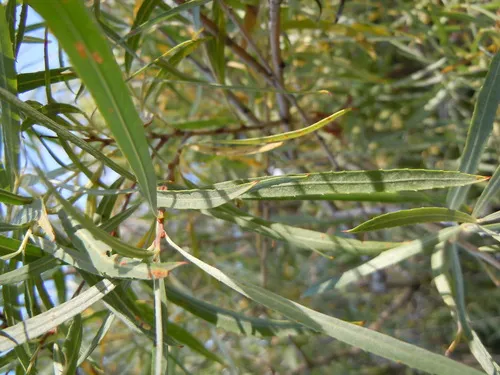 dusky willow