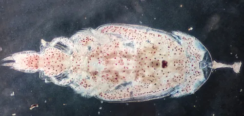 Caligus clemensi