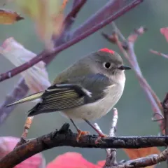Ruby-crowned Kinglet thumbnail 2