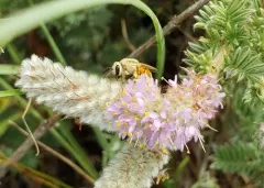 Colletes wilmattae thumbnail 4