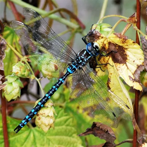 Paddle-tailed Darner