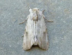Southern Armyworm Moth thumbnail 2