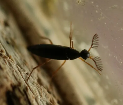 Pelecotoma flavipes