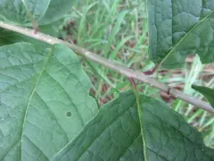 Hungarian Lilac thumbnail 2