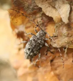 Six-speckled Long-horned Beetle thumbnail 1