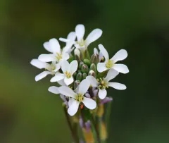 drummond's rockcress thumbnail 1