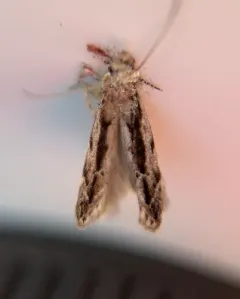 White-edged Coleotechnites Moth thumbnail 2