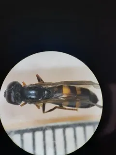 Fourspot Sedgesitter thumbnail 2