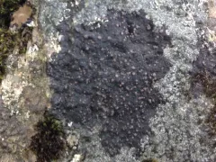 Rhizocarpon subgeminatum thumbnail 2
