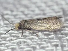 Curved-lined Homostinea Moth thumbnail 2
