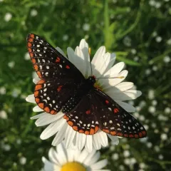 Baltimore Checkerspot thumbnail 2