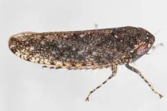 Bespeckled Leafhopper thumbnail 2