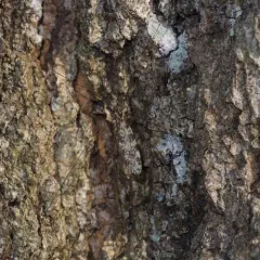 Discobola annulata thumbnail 2