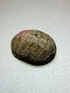 Eastern Beaded Chiton thumbnail 2