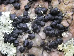 Big-disk grain-spore thumbnail 3
