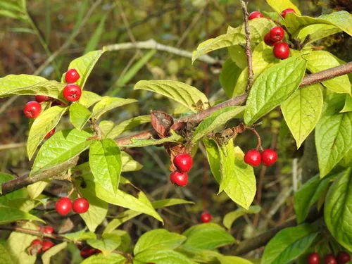 Bullate Cotoneaster