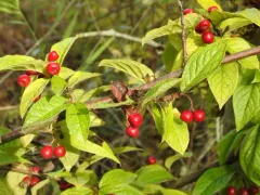 Bullate Cotoneaster thumbnail 1
