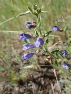 snapdragon skullcap thumbnail 1
