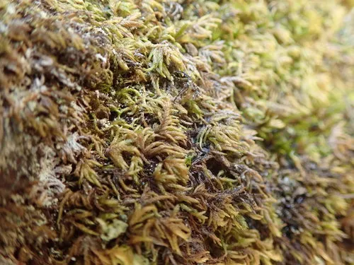 Bird's-foot Wing-moss