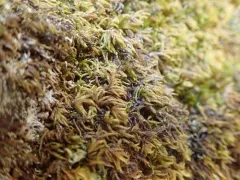 Bird's-foot Wing-moss thumbnail 1