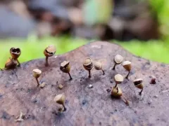 Craterium minutum thumbnail 3