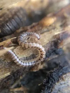 Orinisobates expressus thumbnail 2