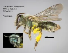 Caerulean Miner Bee thumbnail 2