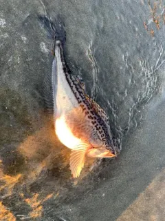 Pacific Sandfish thumbnail 2