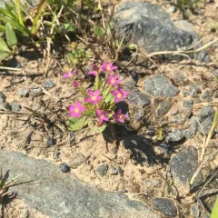 Lesser Centaury thumbnail 2