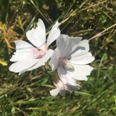 musk mallow thumbnail 3