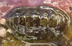 Schizoplax brandtii thumbnail 2