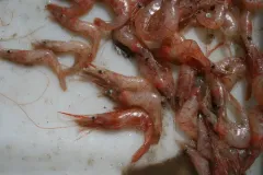 Bristled Longbeak thumbnail 4