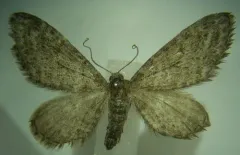 Eupithecia nimbicolor thumbnail 2
